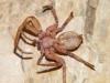 Philodromus sp.